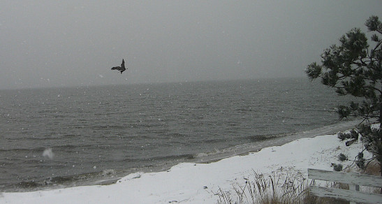 kittiwake